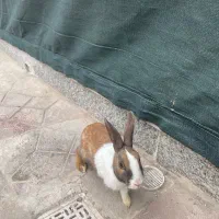 خرگوش|موش و خرگوش|بیرجند, |دیوار