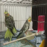 عروس هلندی ۳ ماهه