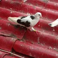 کبوتر نر
