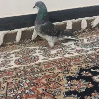 250|پرنده|دورود, |دیوار