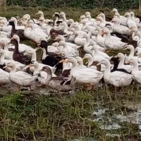 اردک پکنی|حیوانات مزرعه|رضوانشهر, |دیوار