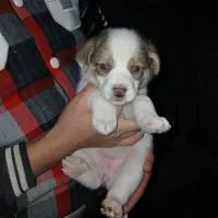 سگ پاکوتاه فروشی|سگ|ری, فیروزآبادی|دیوار