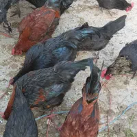 خروس|پرنده|ابریشم, |دیوار