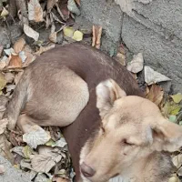 سگ نر برای نگهبانی،توله ماده عراقی|سگ|فیرورق, |دیوار