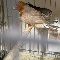 فنچ فول اورنج و ۲عددنر انگلیسی برای تعویض|پرنده|تهران, دولتخواه جنوبی|دیوار