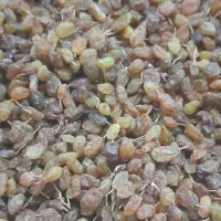 کشمش سایه خشک