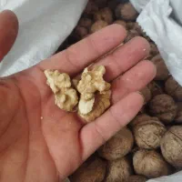 گردو