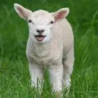 گوسفند و بره شیشک بز چراع طبیعی