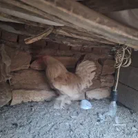 فروش خروس سلطان