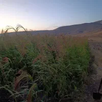 جارو|عمده‌فروشی|قره پشتلو, |دیوار