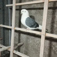 کفتر|پرنده|نظرآباد, رسالت|دیوار