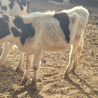 گوساله ماده جنس خوب