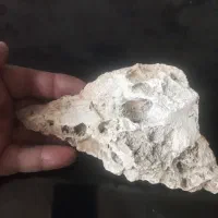 فسیل یا سنگ واره