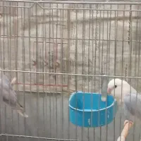 فروش کوتوله مارال