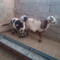 یک عدد میش بره نر|حیوانات مزرعه|قائن, |دیوار