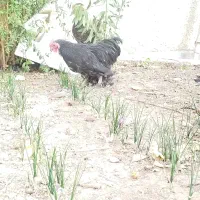 خروس تزئینی.|حیوانات مزرعه|تربتحیدریه, فرمانداری|دیوار