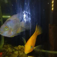 آکواریوم با دوعدد ماهی پرت|ماهی|تهران, سردارجنگل|دیوار