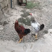 مرغ و خروس فروشی