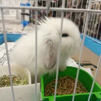 خرگوش مینی لوپ|موش و خرگوش|شیراز, پودنک|دیوار