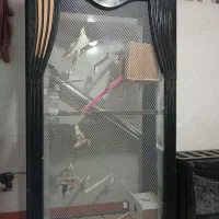 عروس هلندی ۲ جفت