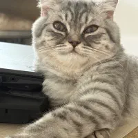 گربه نر اسکاتیش