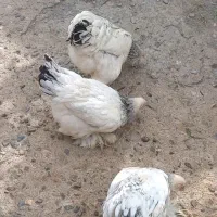 برهما