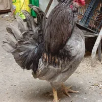 خروس گلین طوسی واکسن زده