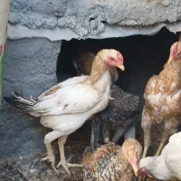 ۳ عدد خروس لاری  ۱۱ ماهه