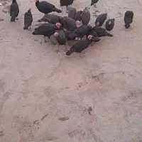 بوقلمون|حیوانات مزرعه|کوهدشت, |دیوار