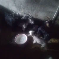 بزمحلی|حیوانات مزرعه|ایذه, |دیوار