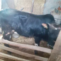 گاو دورگ اصلی با همراه باگوساله نردورگ چهارماه شکم