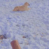 توله سگ ماده