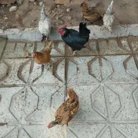 فروش مرغ|حیوانات مزرعه|تربت جام, میان جام|دیوار
