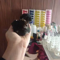 فروش جوجه|حیوانات مزرعه|لنگرود, |دیوار