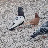 ۳ کبوتر سینه سیاه