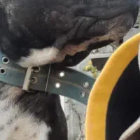 سگ نر پیتبول ۱ سال و ۲ ماه|سگ|محمودآباد, |دیوار