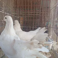 کبوتردم چتری سفید