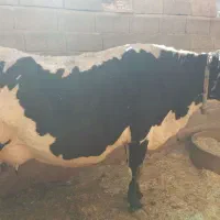 گاو|حیوانات مزرعه|خانمیرزا, |دیوار