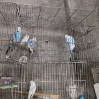مرغ عشق طوطی برزیلی فنج