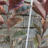 فیکوس التیسما و شرابی|گل و گیاه طبیعی|نکا, |دیوار