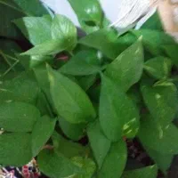 گل پتوس|گل و گیاه طبیعی|پرند, فاز ۲|دیوار