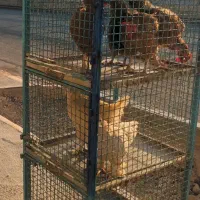 قفس طوربند دوچرخه گاری|لوازم جانبی حیوانات|اصفهان, ارداجی|دیوار