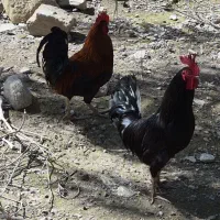 خروس محلی اصل