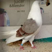 کبوتر پرشی بشرط و تضمین|پرنده|رشت, خرسندی|دیوار