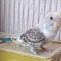 مرغ‌عشق‌رنگ‌خاص