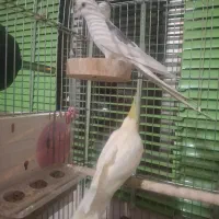 عروس هلندی نر و ماده|پرنده|باغ بهادران, |دیوار