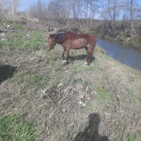 نریان نزدیک س سال