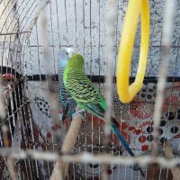 مرغ عشق نر ماده  سالم سر حال