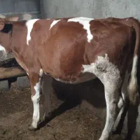 گوساله ماده سیمیتال