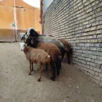 قوچ|حیوانات مزرعه|دینور, |دیوار